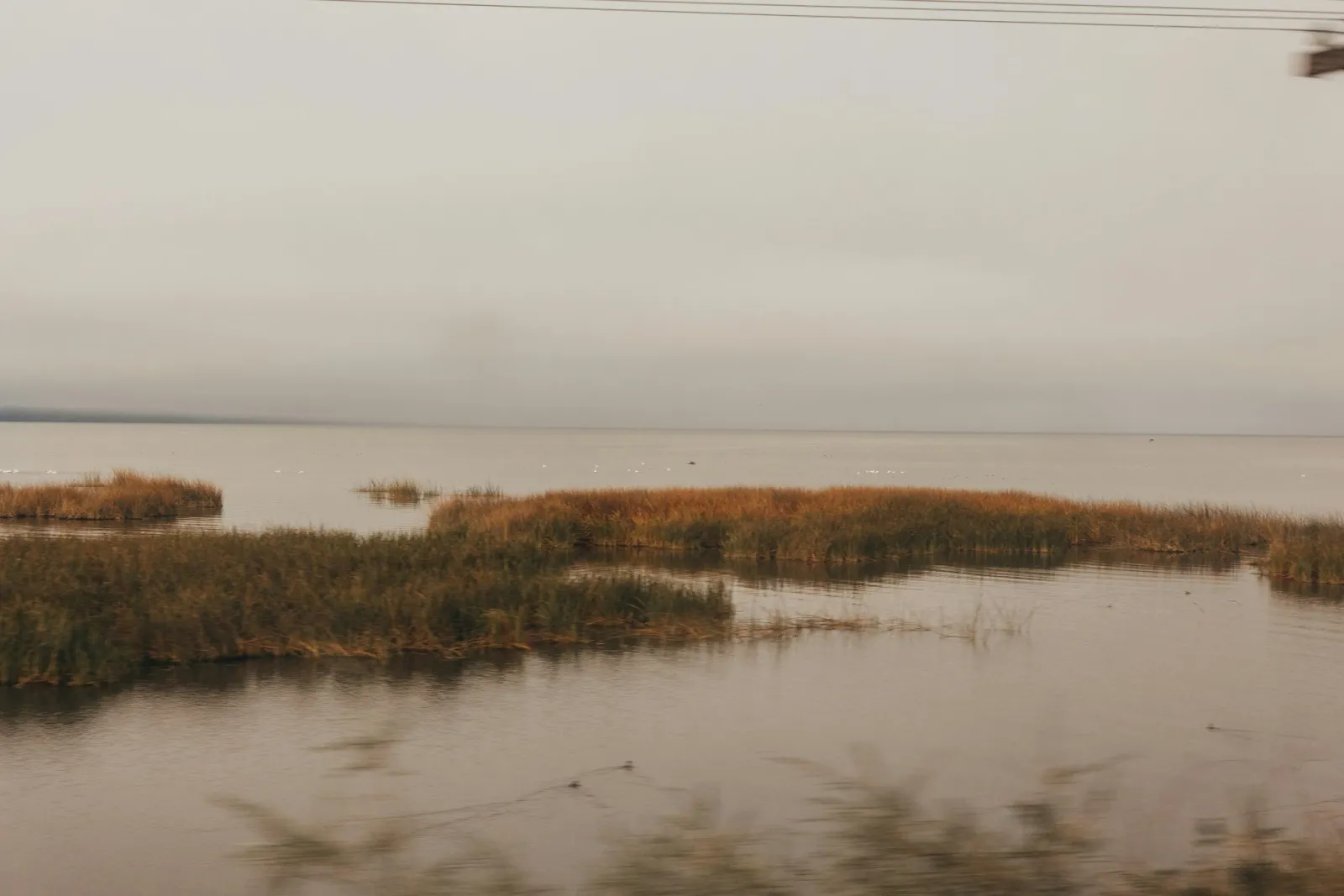Reeds standing in a grey lake under a pale sky